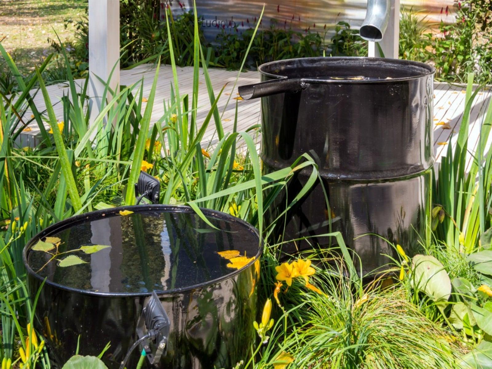 Collect Rainwater Plants